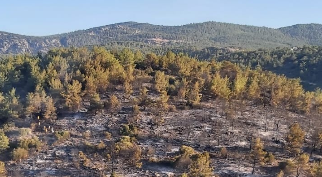 Bodrum'da çıkan orman yangını kontrol altına alındı